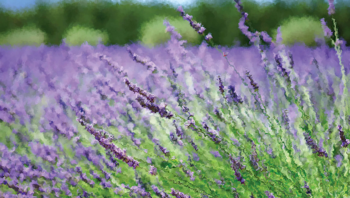 More Than Remedies, Herbs Are True Teachers